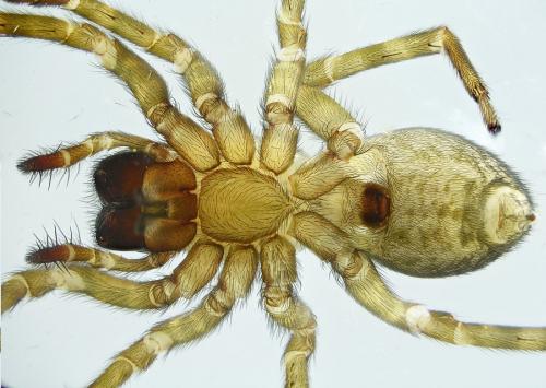Réf. 218 873 : Amaurobius erberi